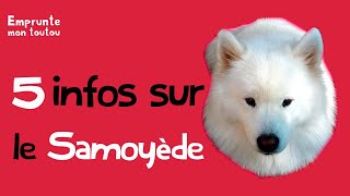 5 infos sur le samoyede [upl. by Luckin]