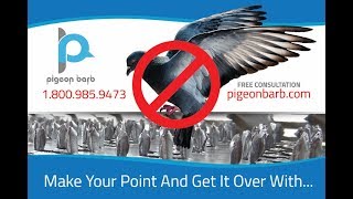 How To Get Rid Of Pigeons Fast  PigeonBarb Testimonial [upl. by Earleen]