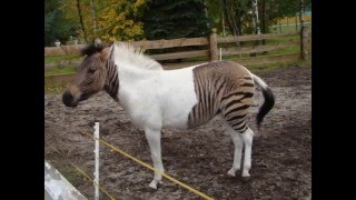 Zebroid  Amazing Animals [upl. by Boni997]