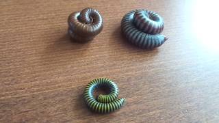 My 3 species of millipedes [upl. by Akinehs837]