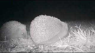 Lets Celebrate Hedgehogs talltreesnaturereserve hedgehogs hogs hibernation wildlife animals [upl. by Ellen10]