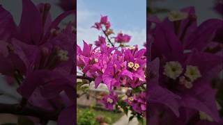 Bougainvillea Jarur Lagaye bougainvillea terracegarden garden plantcare flowers shorts plants [upl. by Aettam]