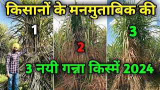 किसानों के मनमुताबिक की 3 नयी गन्ना किस्में 2024  Top 3 sugarcane varieties in 2024 [upl. by Bowrah]