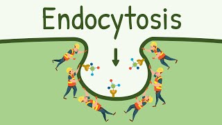 Endocytosis Pinocytosis and Phagocytosis  Eating Digesting and Pooping by the Cell [upl. by Jaffe]