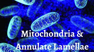 Mitochondria And Annulate lamellae  Cytology  Histology [upl. by Artamas]