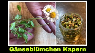 Gänseblümchenkapern ansetzen  Kapern aus Gänseblümchen selber machen  Selbstversorgung [upl. by Borreri194]