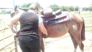 Saddling Twist horse for sale [upl. by Atirres]