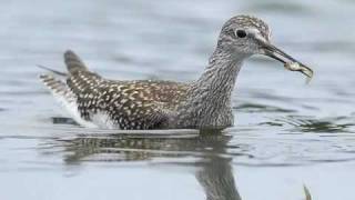 Identifying Shorebirds [upl. by Fronniah]