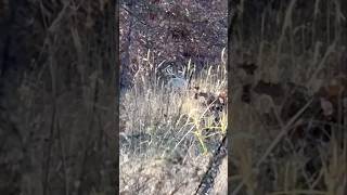 Great buck to walk up on scouting some Missouri public land deer hunting shorts [upl. by Saw924]