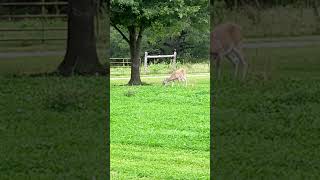 deer munching on our clover lawn [upl. by Rhoads802]