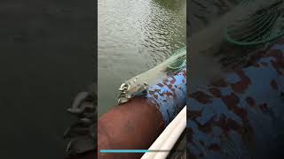 Incredible legend net casting catching fish under the bridge fishing netsfishing fishingwithnet [upl. by Rother]