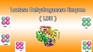 Lactate dehydrogenase enzyme  Clear Over View [upl. by Aneehsit]