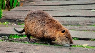 Coipo  Coypu  Nutria Roedora  Myocastor coypus [upl. by Ahseret305]