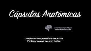 Anatomía de los músculos posteriores del muslo digitalizado en 3D real [upl. by Alessandro]