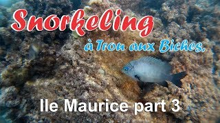 Snorkeling à Trou aux Biches Île Maurice part 3 [upl. by Aihsekram]