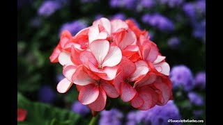 How to Overwinter Geraniums Pelargoniums Everyone Can Grow A Garden 2018 35 [upl. by Odnalor]