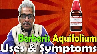 Berberis Aquifolium in Hindi  Uses and Symptoms in Homeopathy by Dr PS Tiwari [upl. by Ansel]