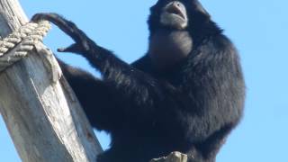 Siamang call duet [upl. by Hafeenah]