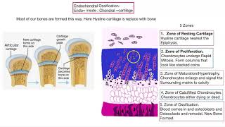 Osteogenesis Bone formation [upl. by Yllet]