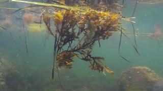 Facts Brown Algae Kelp Sargassum and More [upl. by Tuesday152]