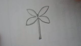 drawing ixora flower  how to draw ixora flower pencil drawing [upl. by Domel]