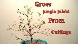 How to grow Pithecellobium dulce from Cuttings  With Update  Grow Jungle Jalebi as Bonsai [upl. by Fiertz658]