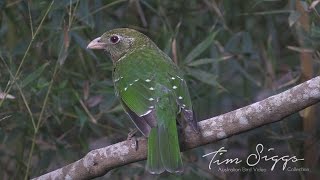 Green Catbird up close Ailuroedus crassirostris HD Video Clip 2  2 [upl. by Eceerahs]