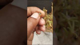 Hybrid Moss rose plant seeds harvestsshortsgardeningtricks [upl. by Caffrey]