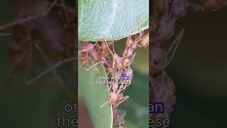 Army Ants Build Living Bridges That MOVE Across Gaps 🐜🌉 facts shors [upl. by Otnas996]