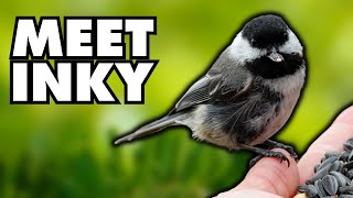 The Most Distinct Chickadee I’ve Ever Known amp Why [upl. by Gamali]