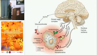 Neuroimmunomodulation a nonreductionist approach  Georges Maestroni University of Insubria [upl. by Lemon]