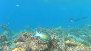 Ember parrotfish Scarus rubroviolaceus feeding on coral [upl. by Stu935]