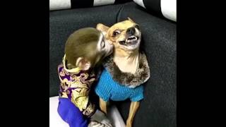 Baby Monkey 🐒 And Dog 🐶 Best Friends Ever [upl. by Refanej]