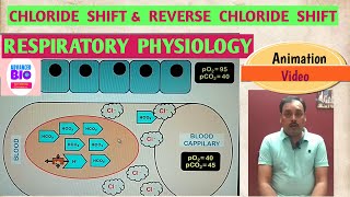 Chloride Shift amp Reverse Chloride Shift [upl. by Shivers]