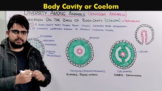 Understanding the Body Cavity Coelom In animals [upl. by Pyle4]