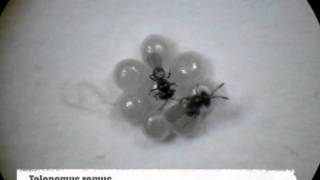 Trichogramma and Telenomus  egg parasitoid foraging behavior  competition [upl. by Dulci521]