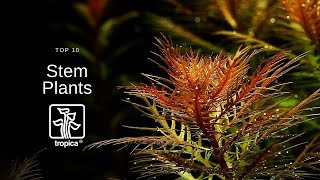 Top 10 Beautiful Aquarium Stem Plants [upl. by Dawkins]