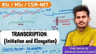 DNA Transcription Made EASY  Part 2 Elongation [upl. by Grayson]