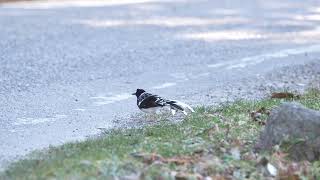 Spotted forktail  Chopta valley  Birdwatching Tours  By Rohit Nayal  Himalaya Birding Tours😊 [upl. by Roydd]