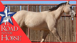 Road to the Horse 2025 Wild Card Remuda 3 STYLISH RIO CAT [upl. by Nnayram550]