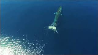 Santuario dei cetacei alla scoperta del popolo del mare [upl. by Burger]