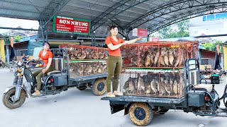 Harvesting 150 Quails Goes To Countryside Market Sell  Buy 100 Chicks To Raise  Free Bushcraft [upl. by Irmina]