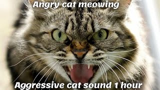 Angry cat meowing  Aggressive cat sound 1 hour [upl. by Britney895]