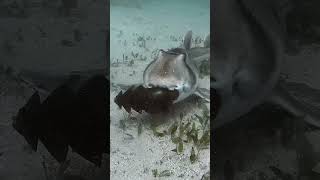 Port Jackson shark carrying her egg in her mouth Shot at cabbage tree bay in Mainly Sydney shark [upl. by Bond]