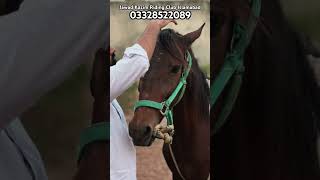 music cover song singer coversong horse horseriding horselover horsepoint ridingclub [upl. by Beera]