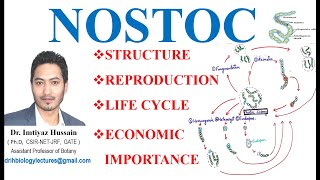 Morphology and Life Cycle of Nostoc Reproduction Thallus Structure Akinetes bsc 1st year [upl. by Anirtal]