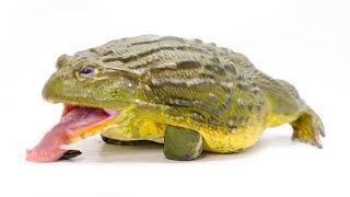 Feeding My GIANT AFRICAN BULLFROG Eats Everything In Sight [upl. by Ertnod930]