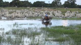 Filme  PANTANAL [upl. by Merriam589]