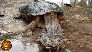 10 Schildkröten von denen du nicht glaubst dass es sie tatsächlich gibt [upl. by Tammara416]