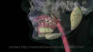 chewing Mastication digestion 3d animation company medical [upl. by Ruelu]